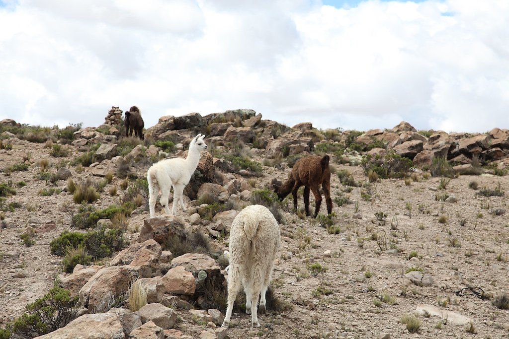 Arequipa - Chivay