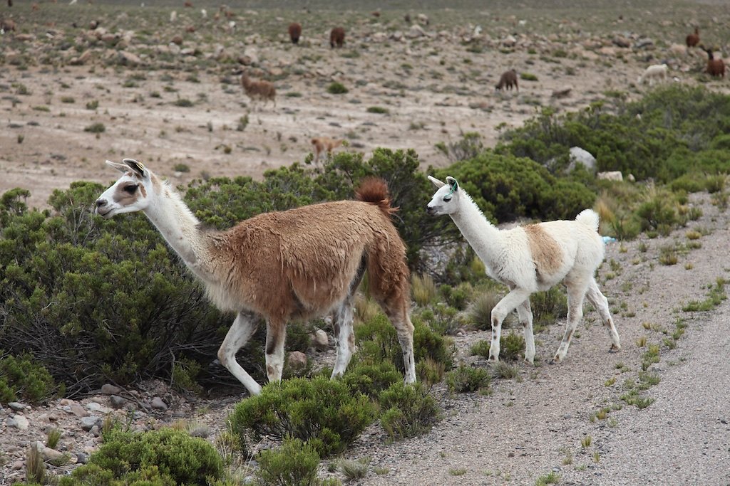 Arequipa - Chivay