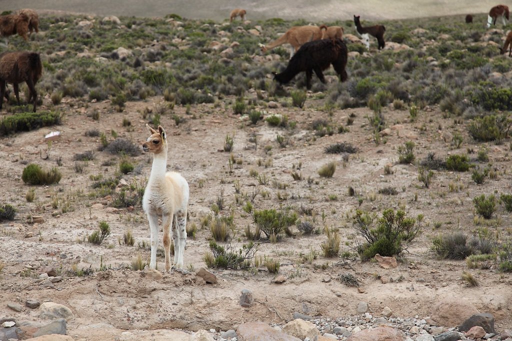 Arequipa - Chivay