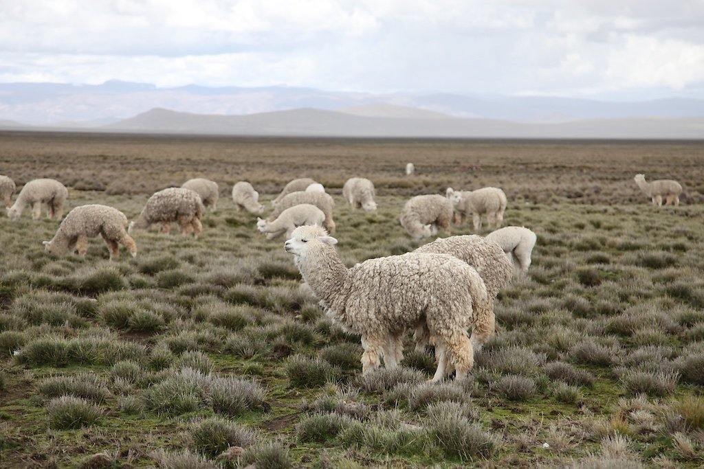 Arequipa - Chivay