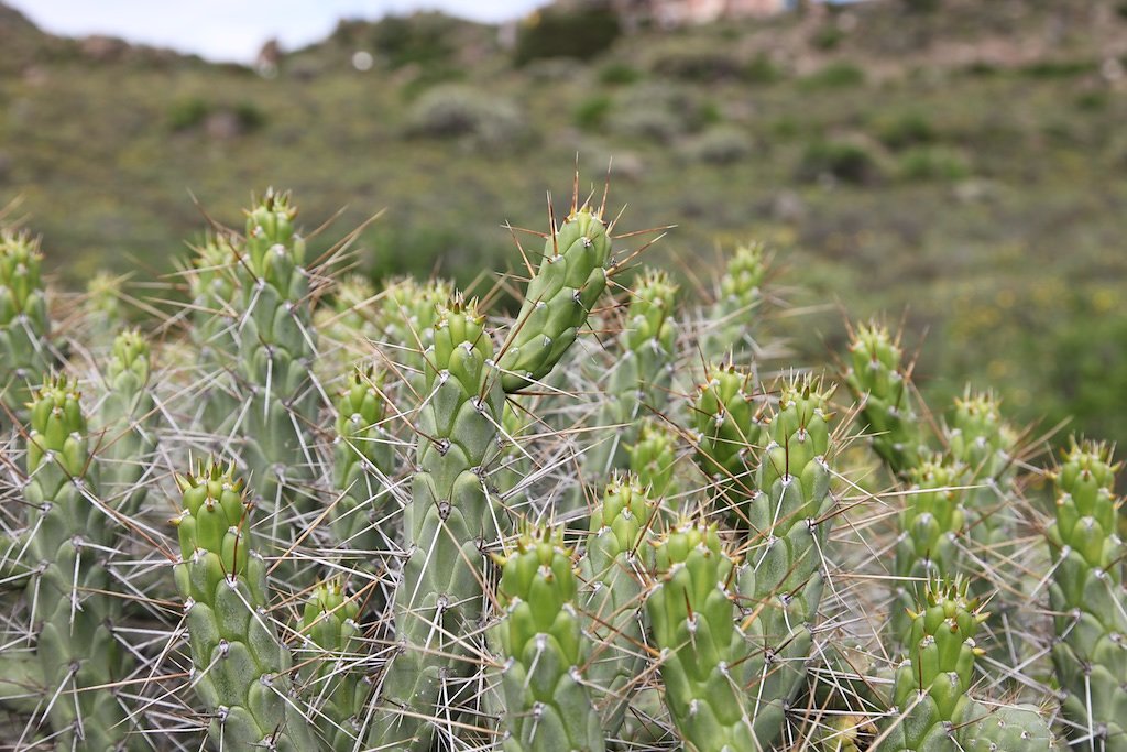 Vallée de Colca, Croix des Condors