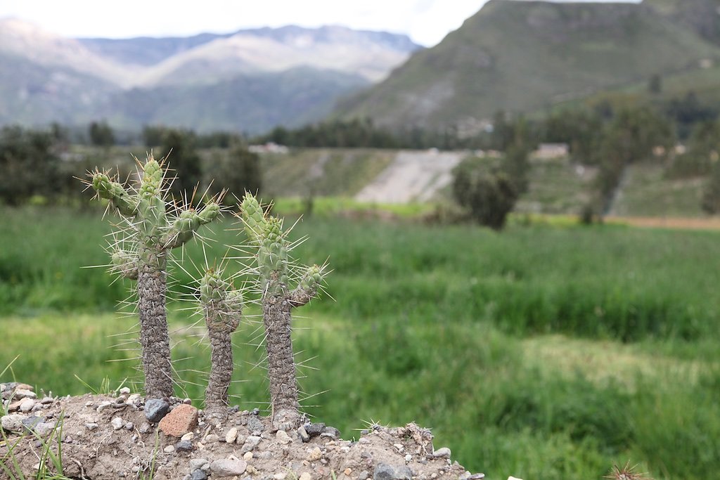 Vallée de Colca, Croix des Condors