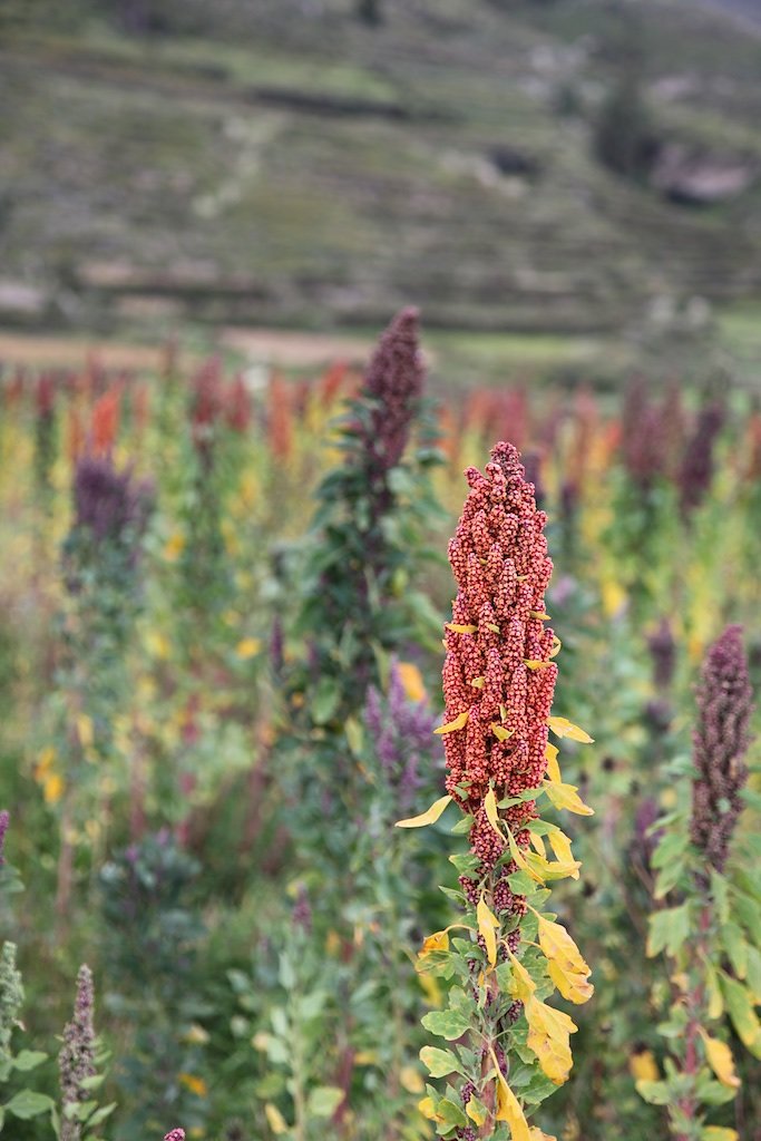 Vallée de Colca, Croix des Condors