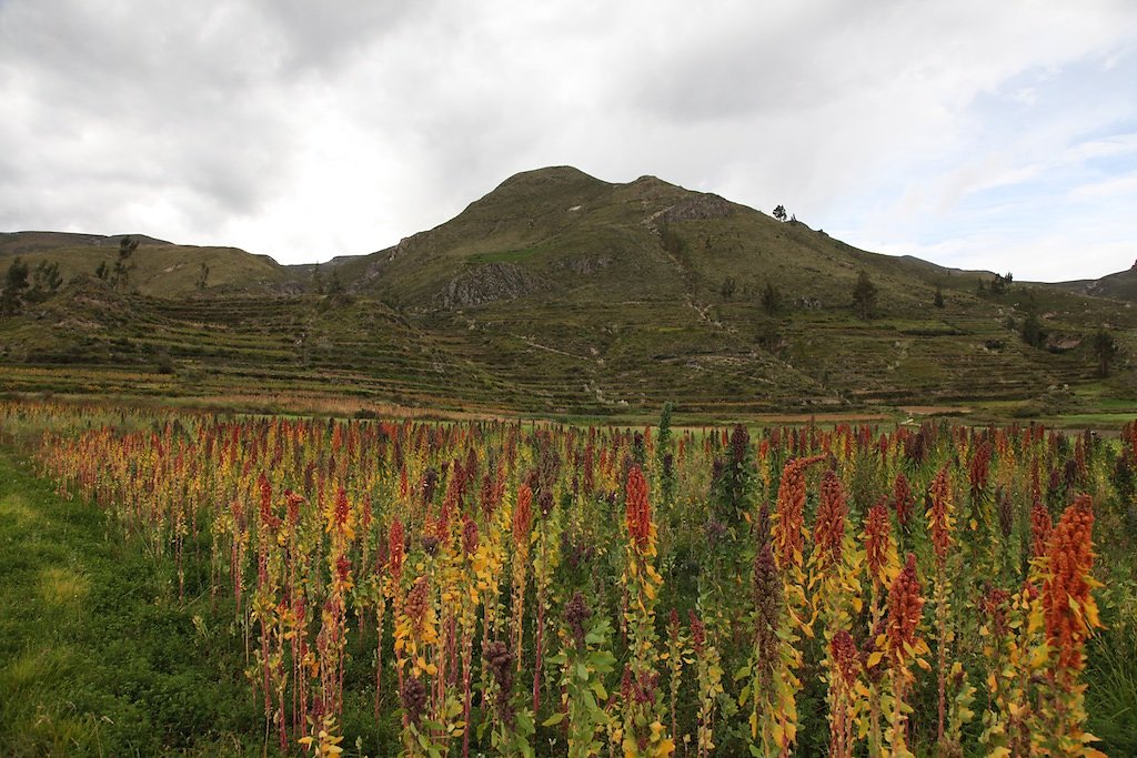 Vallée de Colca, Croix des Condors