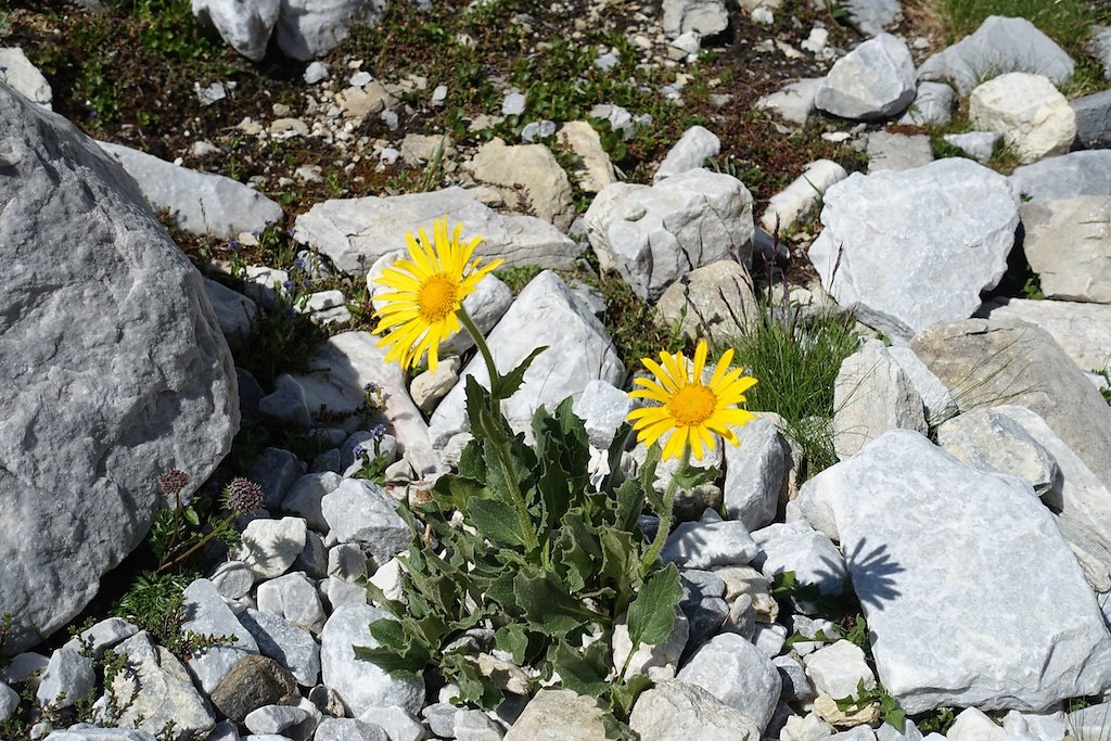 Cabane de Tourtemagne (20.07.2015)