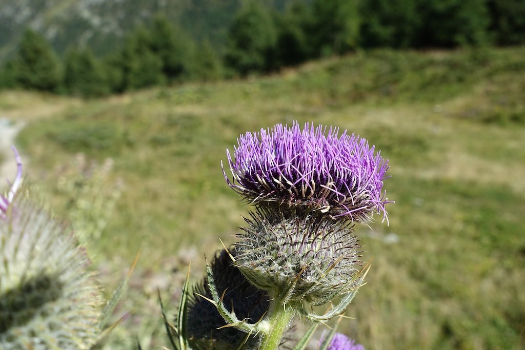 Arolla, Cabane des Aiguilles Rouges (29.08.2015)