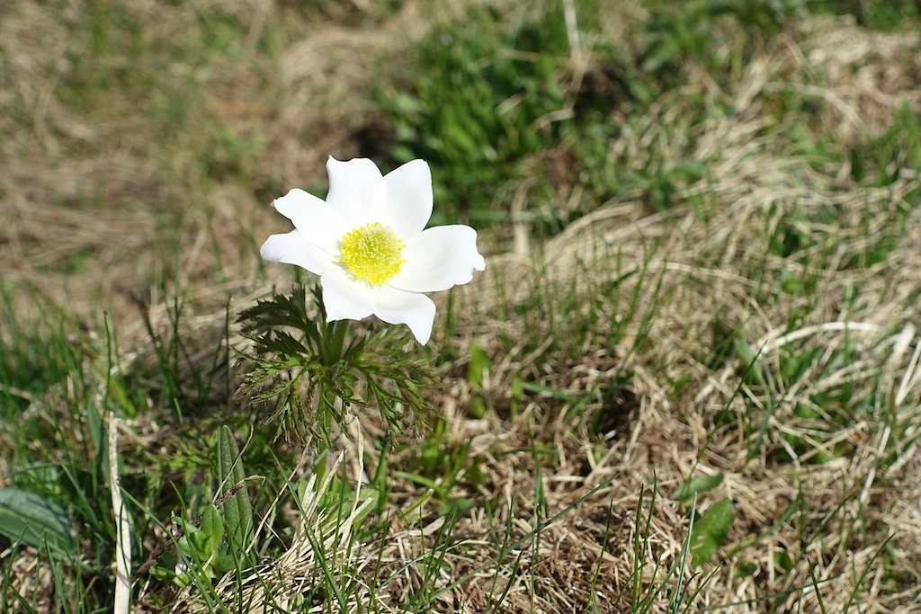 Refuge d'Ayroz - Gîte de Lodze (03.06.2017)