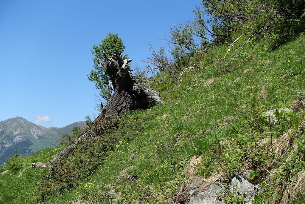 Combe de l'A, Le Basset (10.06.2017)