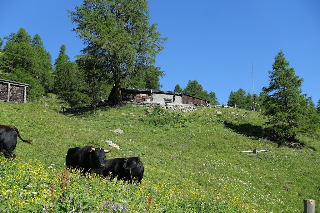 Trient, Tseppes, Col de Balme (18.06.2017)