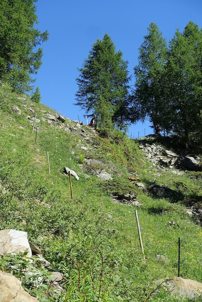 Trient, Tseppes, Col de Balme (18.06.2017)