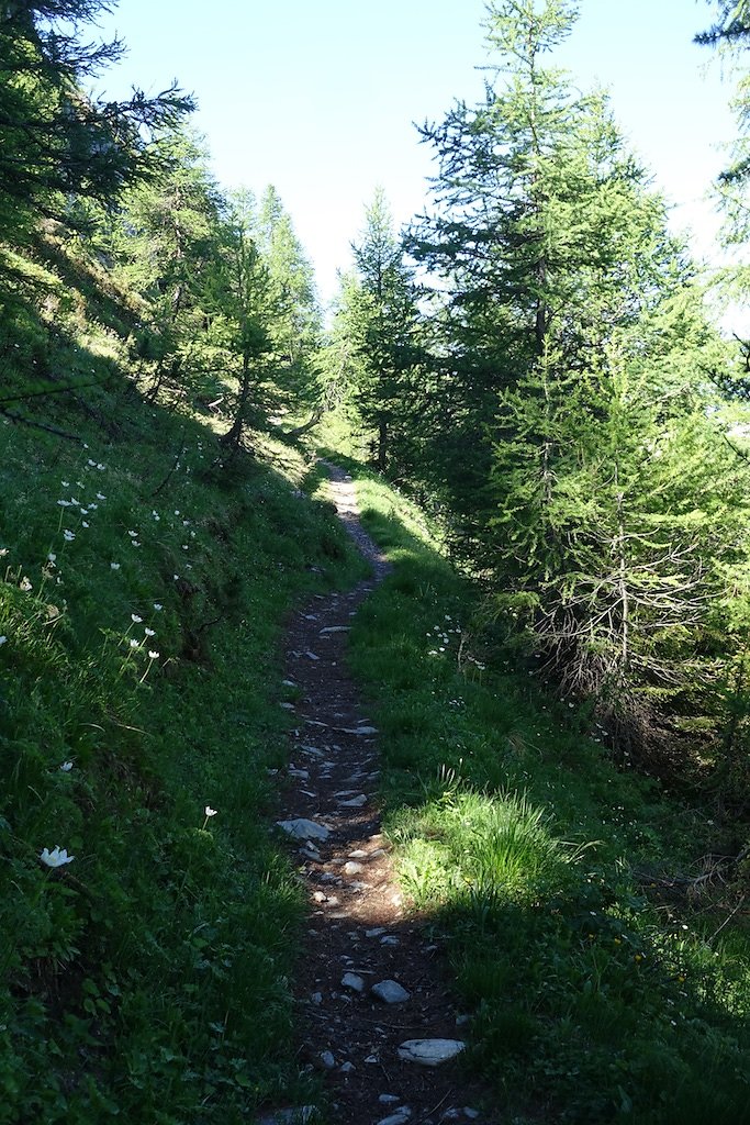 Trient, Tseppes, Col de Balme (18.06.2017)