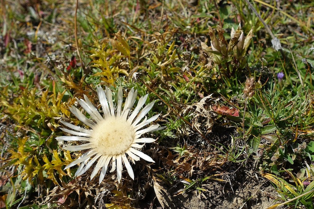 Alpage de Flore, Etang de Trente pas, Croix de l'Achia (23.09.2017)