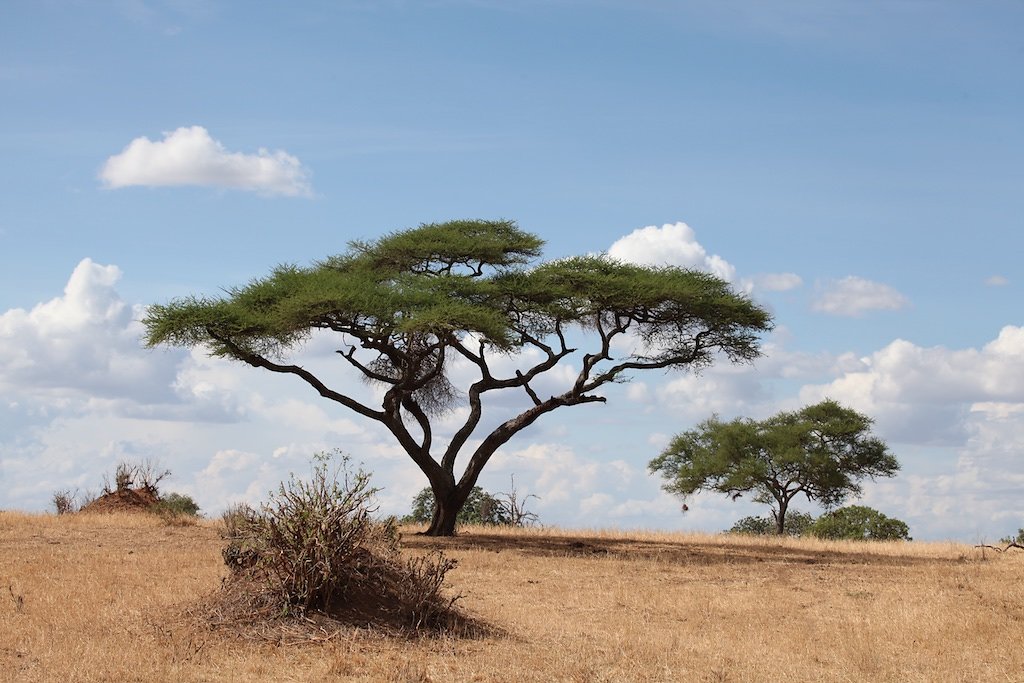 Tanzanie (2017)