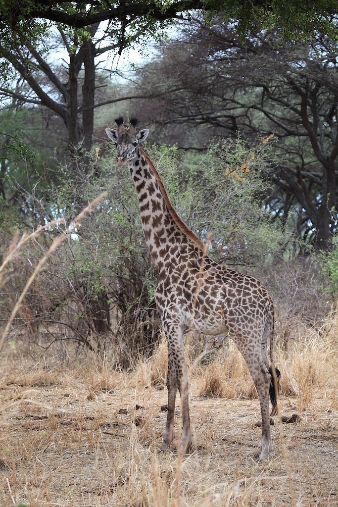 Tanzanie (2017)