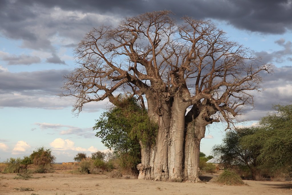 Tanzanie (2017)