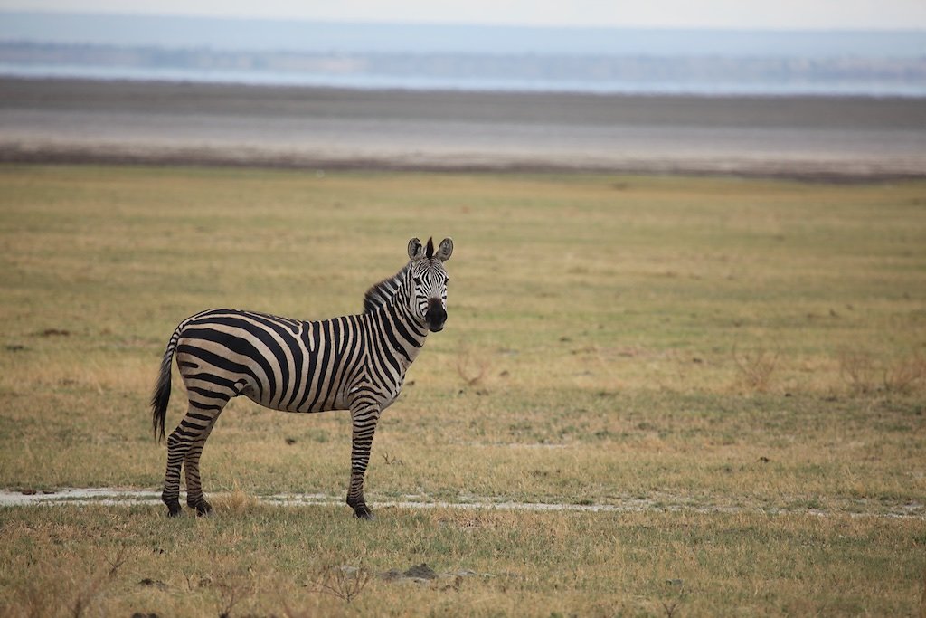 Tanzanie (2017)