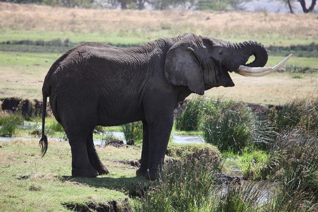 Tanzanie (2017)