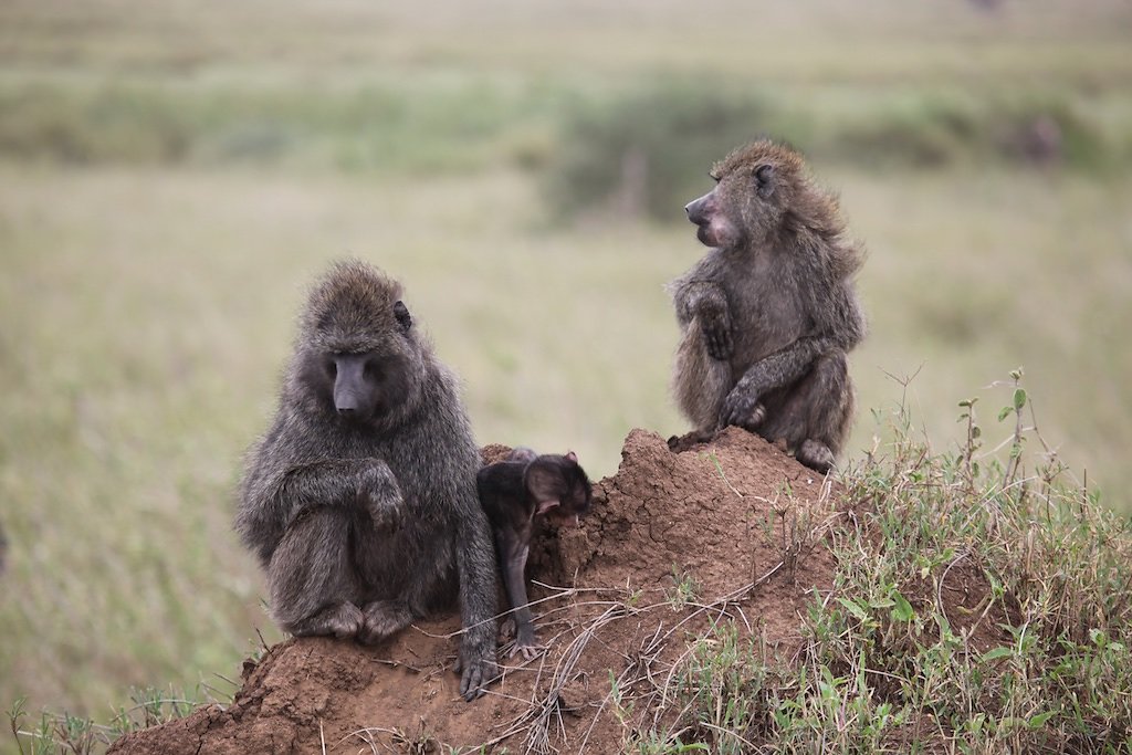 Tanzanie (2017)