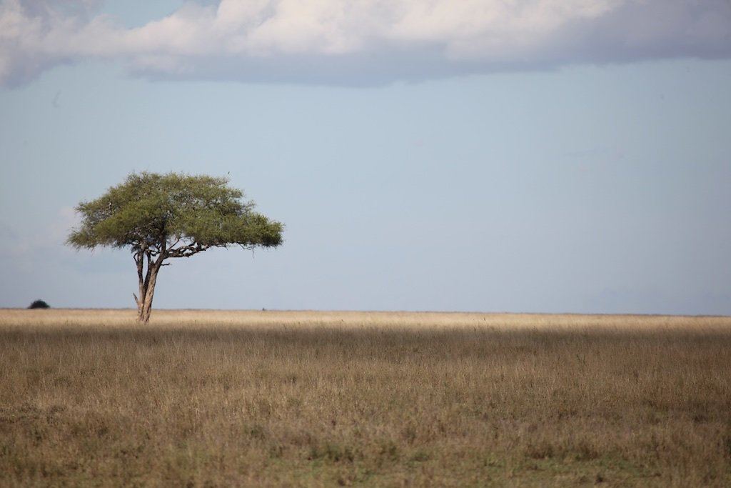 Tanzanie (2017)