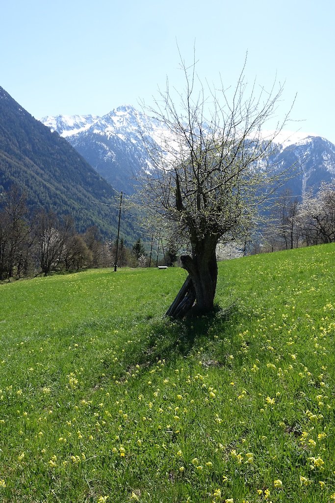 Martigny-Croix, Les Ecoteaux, Chemin-Dessus, Haut de Bovernier, Martigny-Croix (21.04.2018)