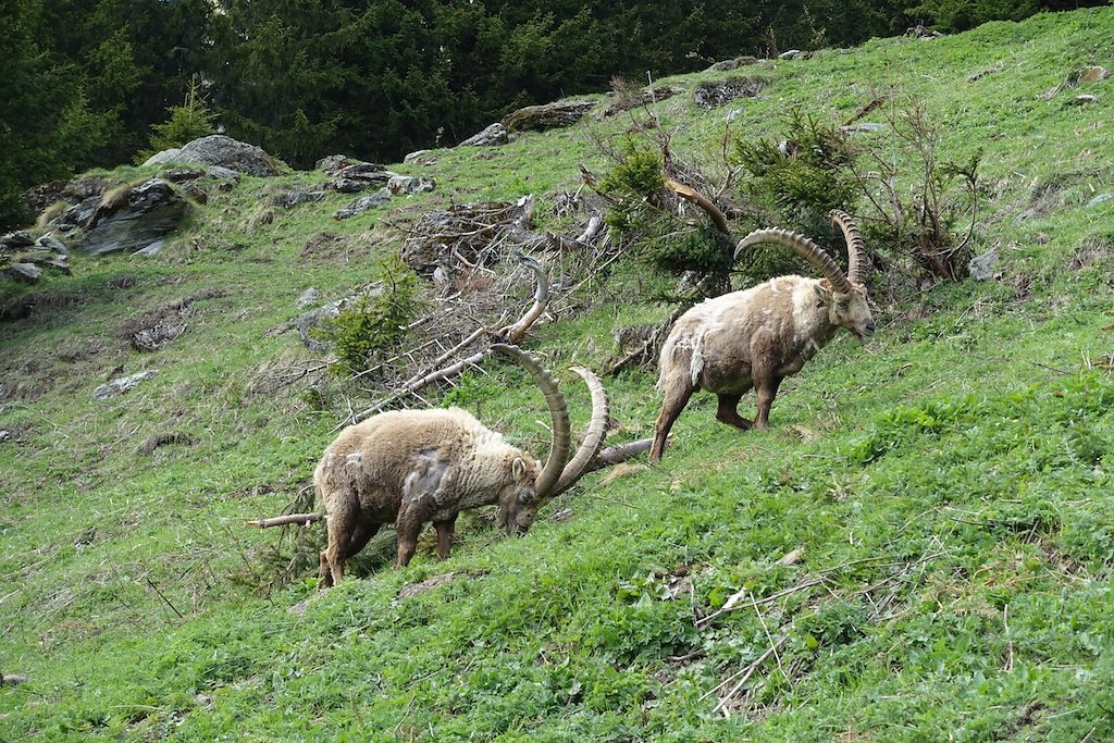 Fionnay - Louvie (11.05.2018)