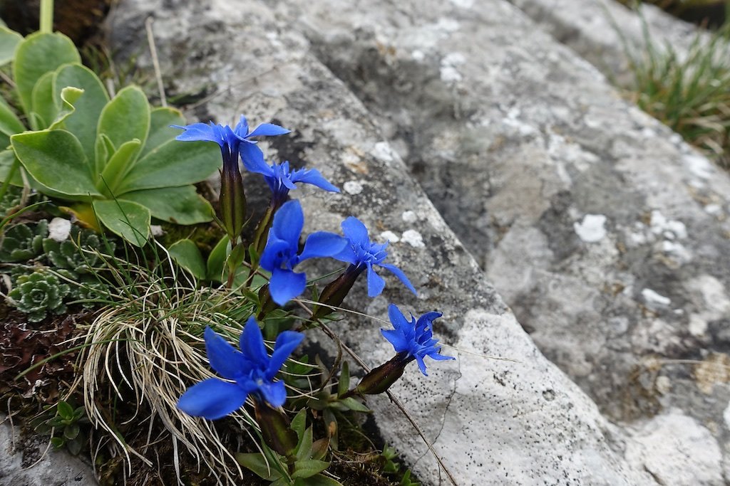 Col de Jaman, Dent de Jaman (26.05.2018)