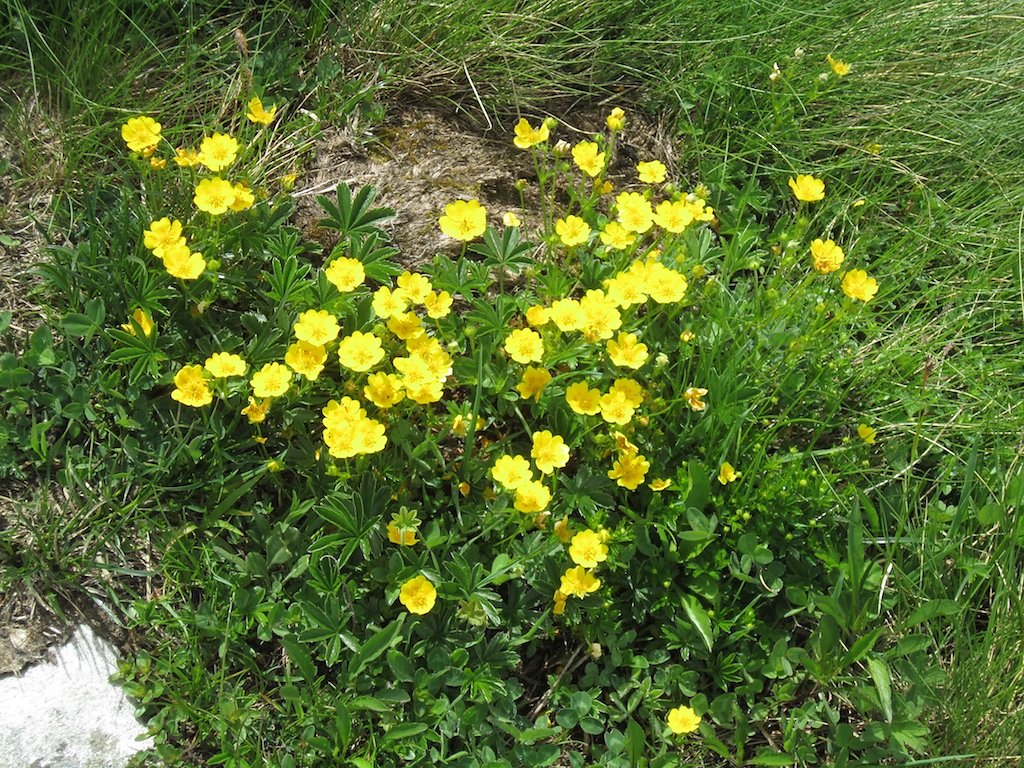 Bonatschiesse, Ecurie du Cret, Ecurie du Vasevay (10.06.2018)