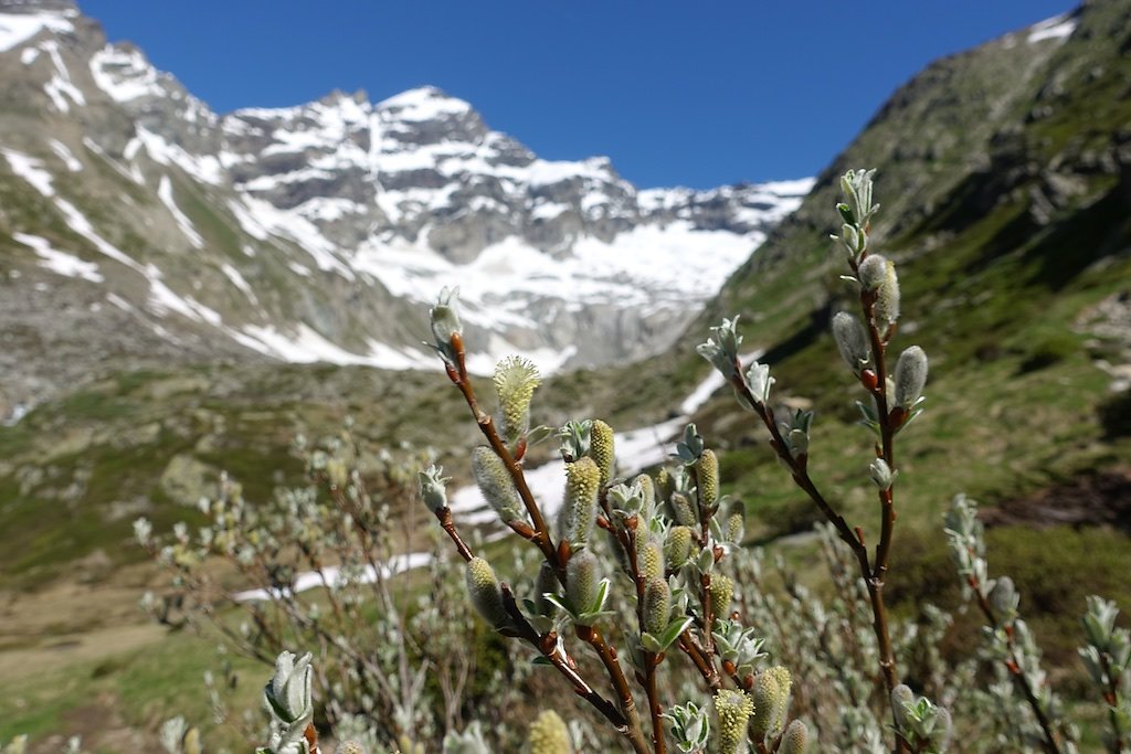 Fafleralp - Anenhütte (23.06.2018)