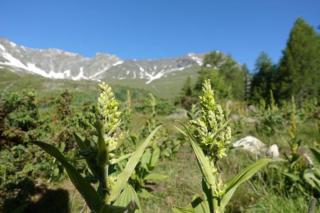 Zinal - Cabane Arpitettaz (30.06.2018)