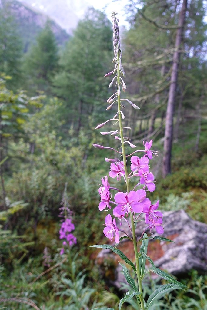 Cabanes des Aiguilles Rouges (29.07.2018)