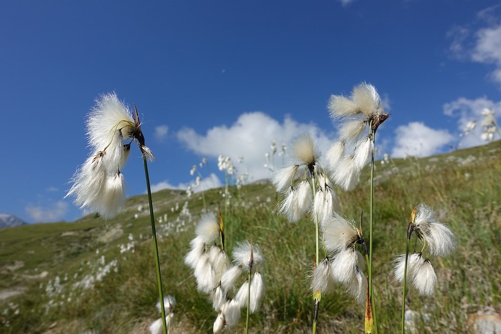 Pic d'Artsinol (04.08.2018)