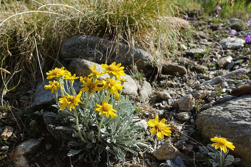 Mattmark, Jazzilücke (Passo di Cingino) (11.08.2018)