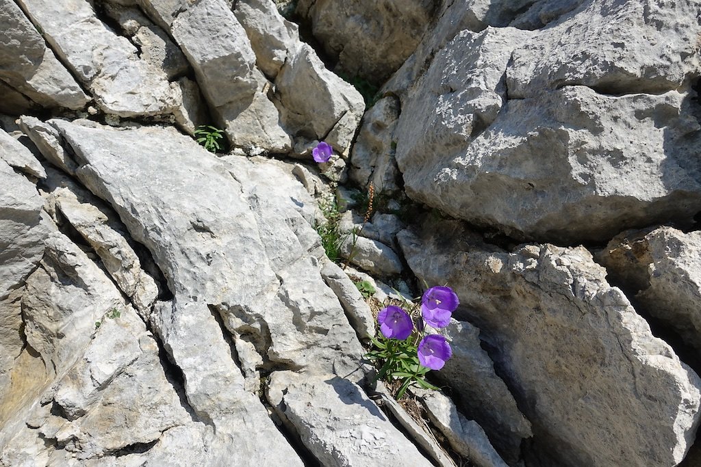 Les Rousses, Zeuzier, Lac de Ténéhé, Col des Eaux Froides, Cabane des Audannes (22.08.2018)