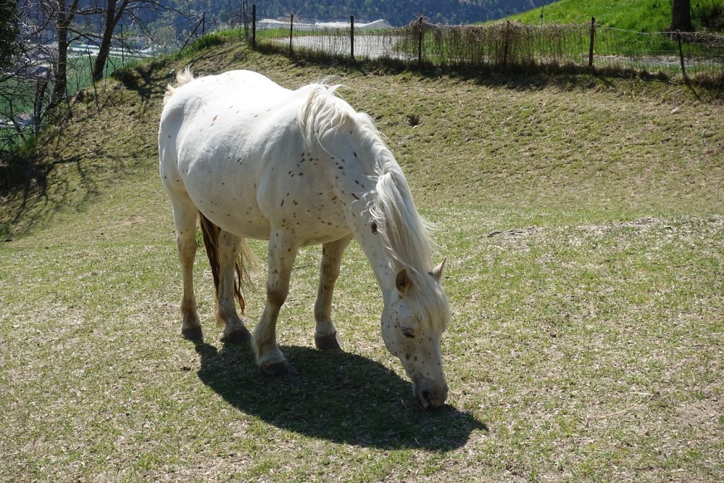 Rampe sud du Lötschberg: Hohtenn à Ausserberg (20.04.2019)