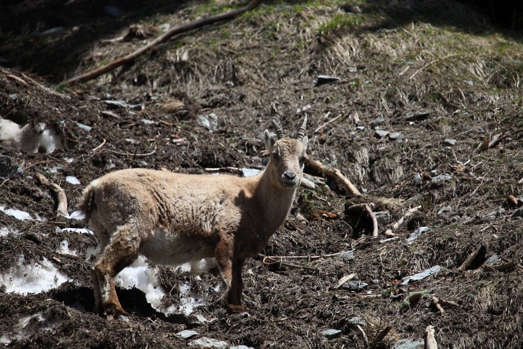 Fionnay, direction Louvie (01.05.2019)