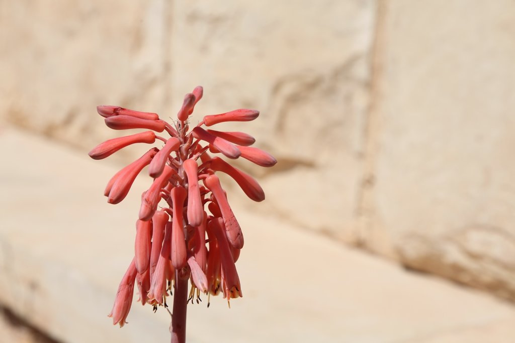 Jordanie (2019)