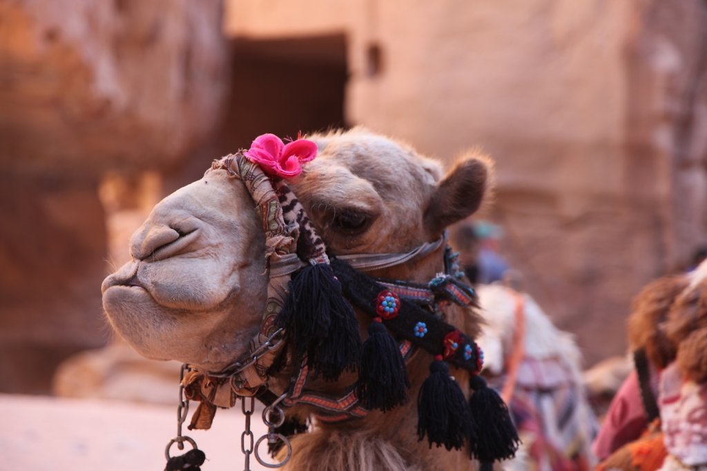 Jordanie (2019)