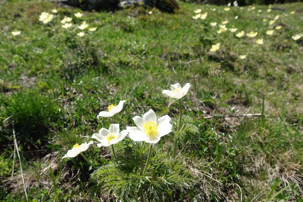 Chez Pillet, Le Cœur, Charavex, Le Revix, Mont de l'Arpille (08.06.2019)
