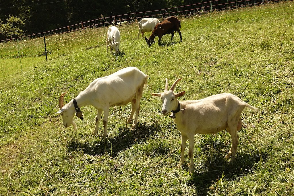 Grand-Paradis, Barme, La Berthe, Col de Cou (23.06.2019)