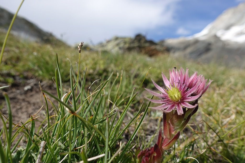 Zinal, Cabane d'Arpitettaz, Col de Milon, Zinal (01-02.08.2019)
