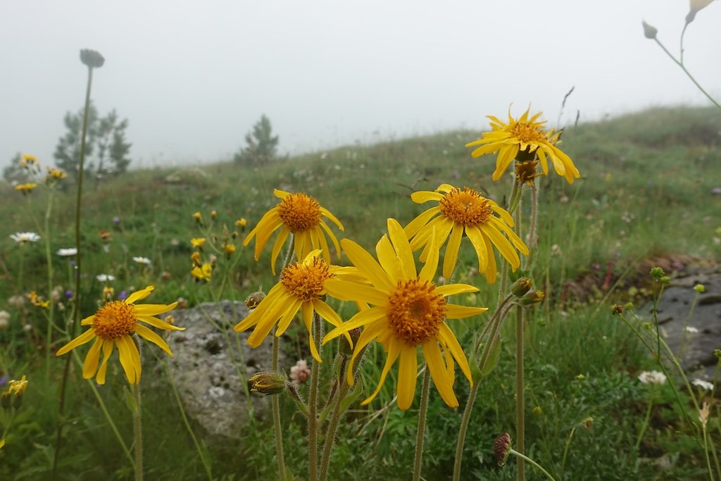 Zinal, Cabane d'Arpitettaz, Col de Milon, Zinal (01-02.08.2019)