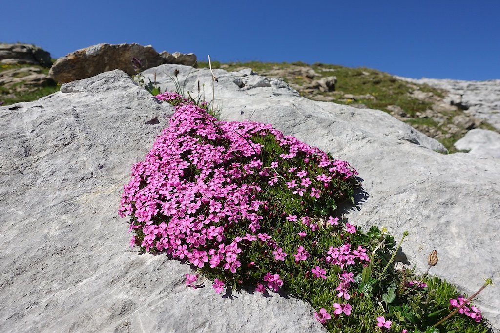 Barrage de Zeuzier, Plan des Roses, Col du Rawil, Wildstrubelhütte, Plaine Morte (04.08.2019)