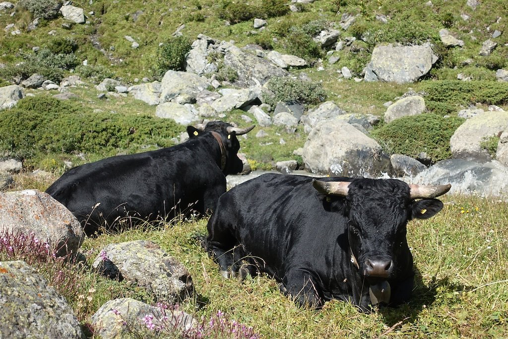 Cordonna, Cabane de Valsorey, Cabane du Vélan (16.08.2019)