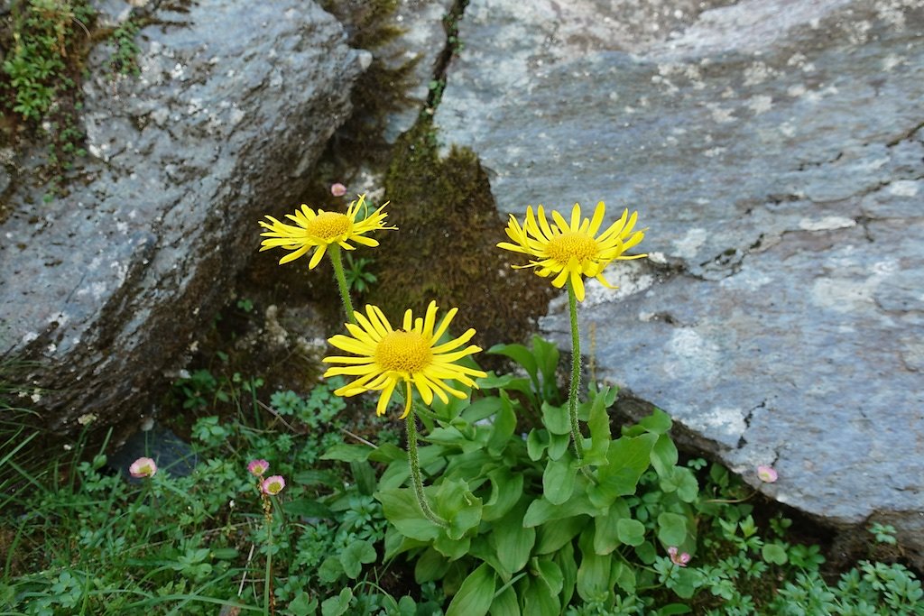 Dixence, Col des Roux, Prafleuri (20.08.2019)