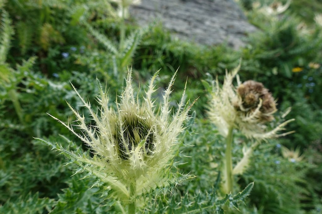 Dixence, Col des Roux, Prafleuri (20.08.2019)