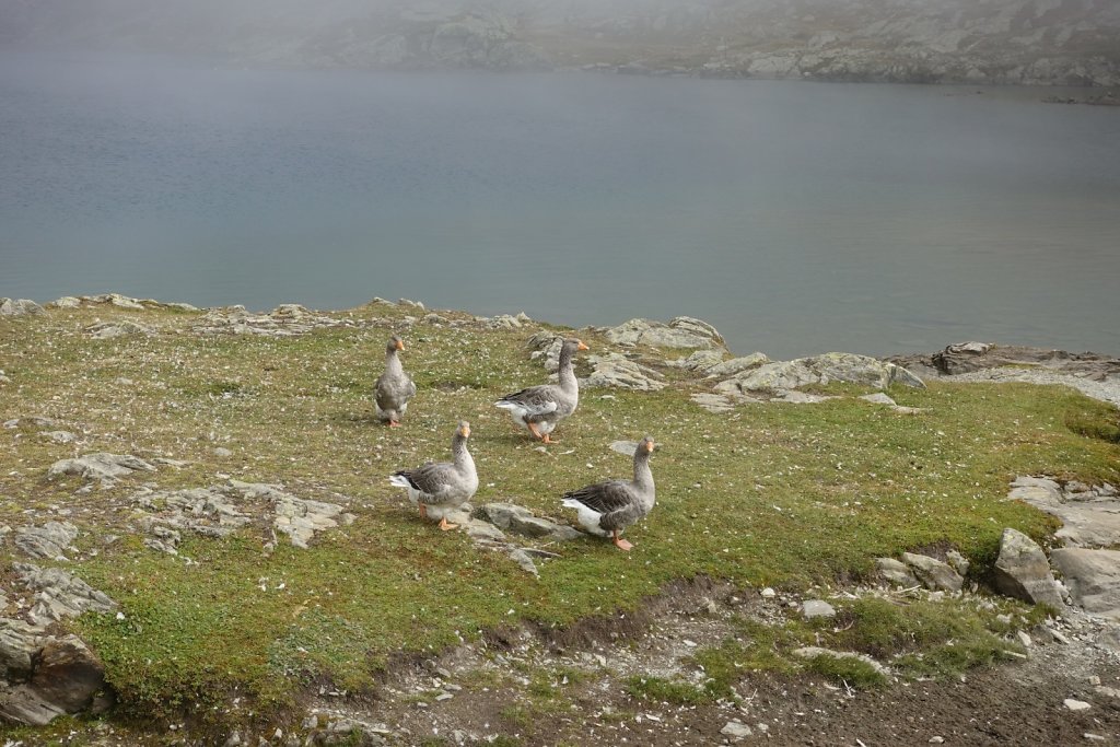 St-Bernard, Col des Chevaux, Bastillon, Lac de Fenêtre, Fenêtre de Ferret (21.09.2019)