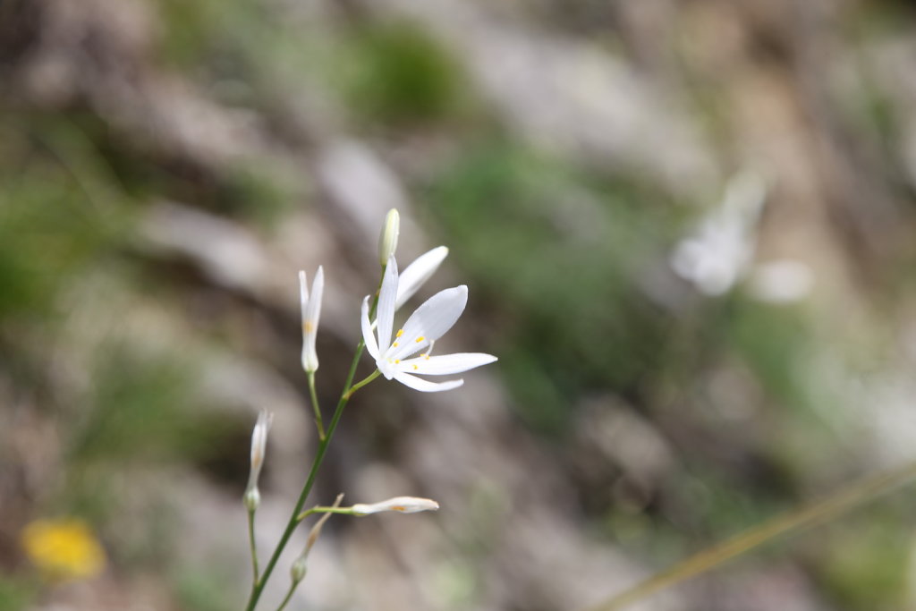 Bisse du Ro (01.07.2020)