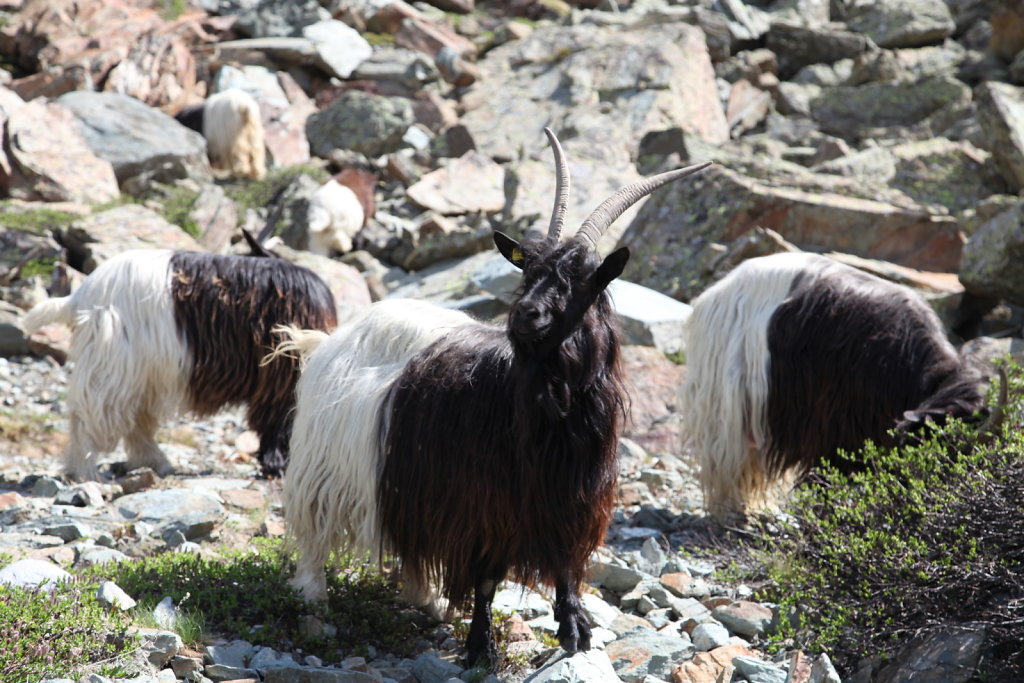 Zermatt (26-28.06.2020)