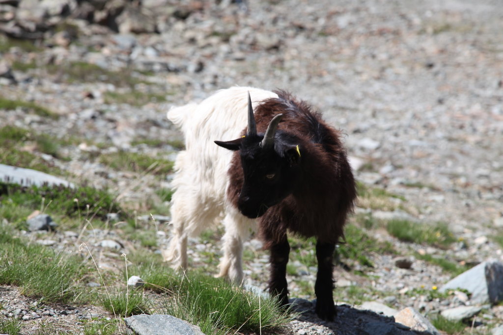 Zermatt (26-28.06.2020)