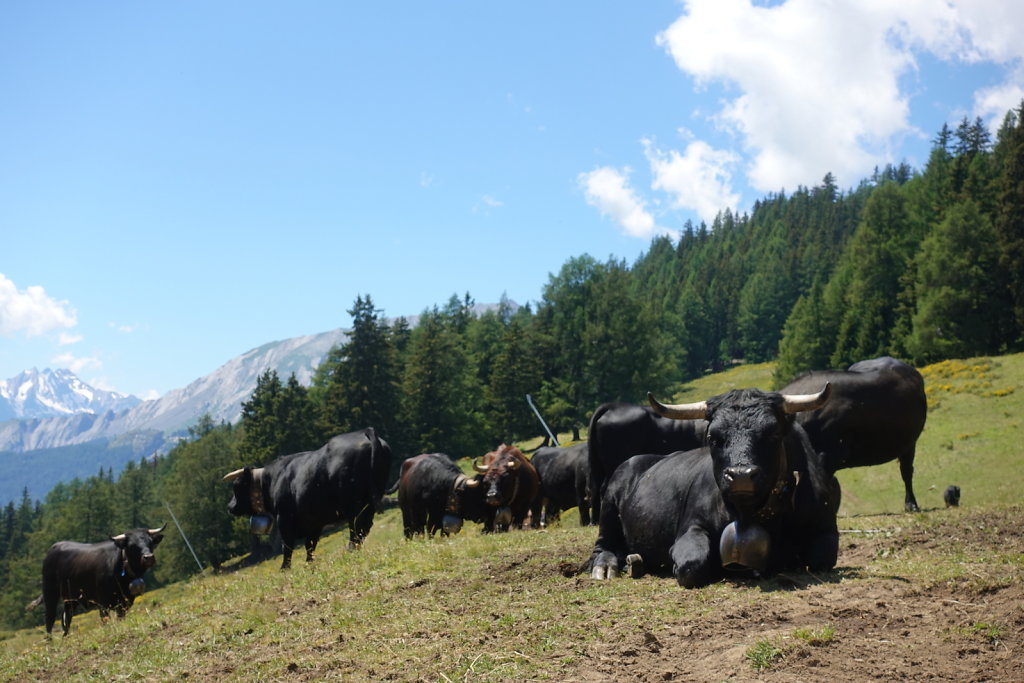 Plan Mayens, Chetzeron, Cry d'Er (12.07.2020)